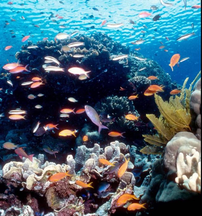 Fish at the Great Barrier Reef