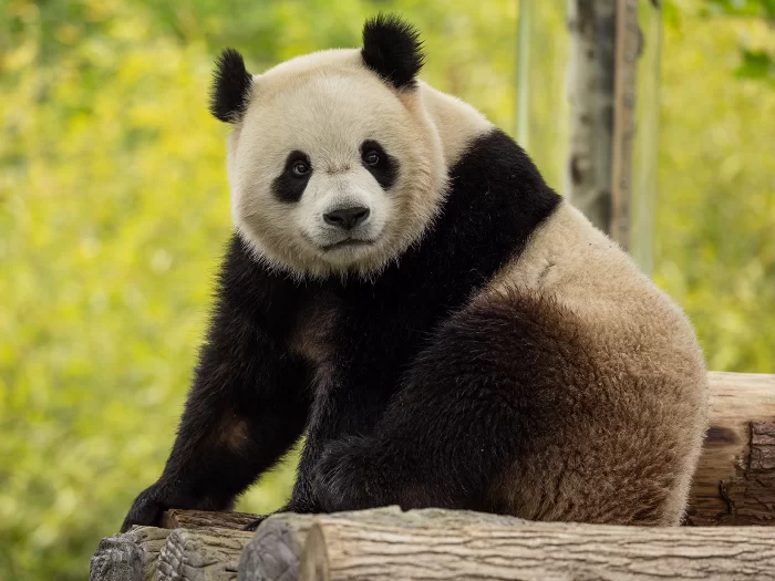 Giant Panda Bao Li