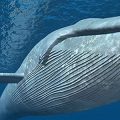 Cropped image of blue whale