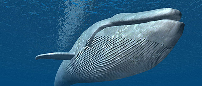 The Conversation: Why are whales big, but not bigger?