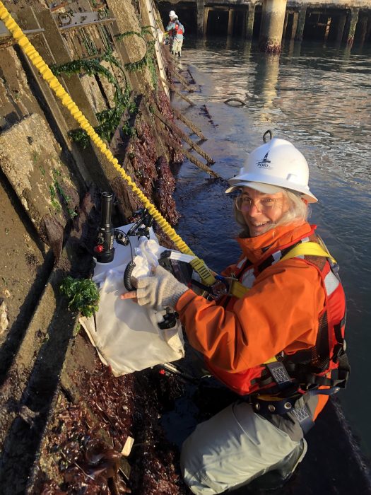 Chela Zabin in climbing harness and hard hat works on a seaweed-encrusted seawall