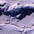 Prehistoric footprint preserved in fossilized mud