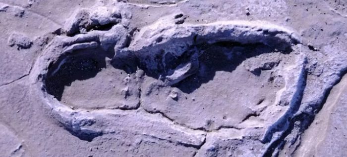 The Conversation: Prehistoric human footprints reveal a rare snapshot of ancient human group behavior