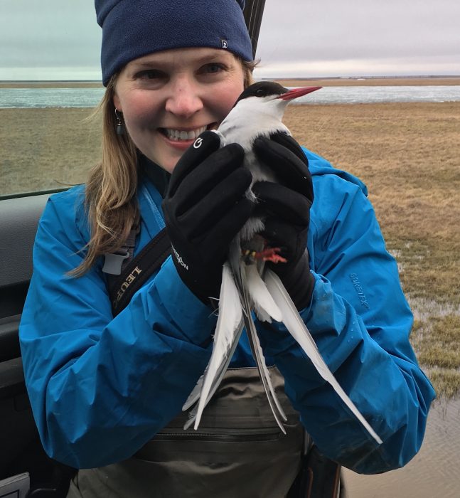 Autumn-Lynn Harrison holds an arctic tern with a leg tag