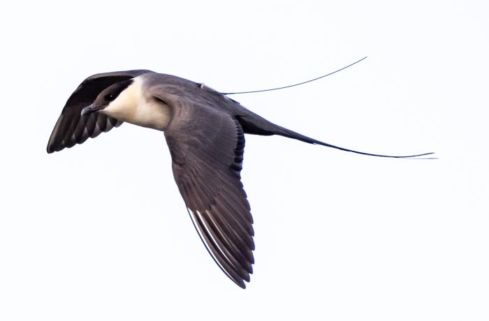 Illustration of tagged Arctic Tern