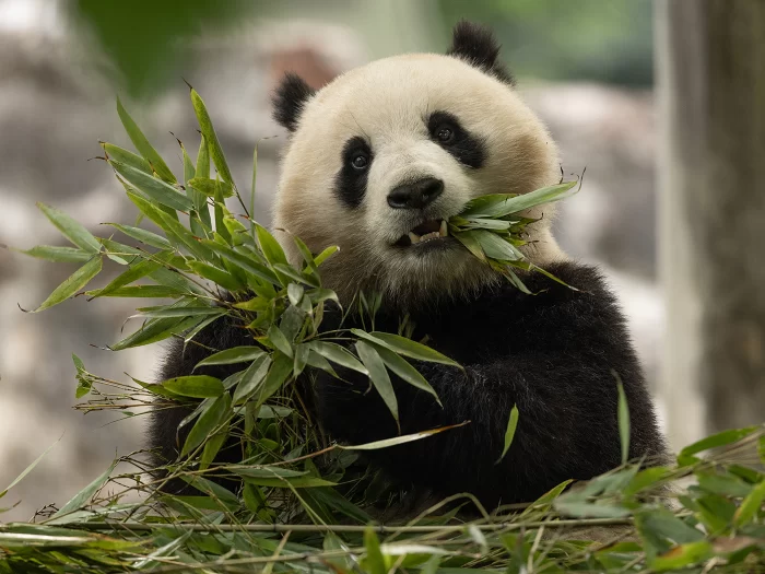 Gian panda Quing Bao eating bamboo