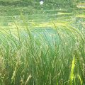 Image of underwater seagrass