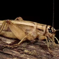 Close up of a brown cricket