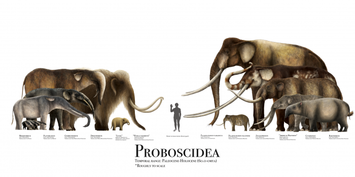 Artists rendering of relative sizes of extinct elephant-like species