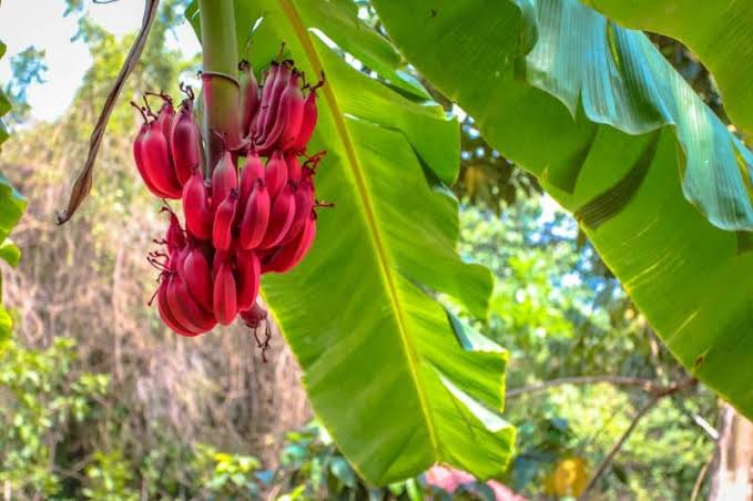 A bunch of red bananas hanging from a tree