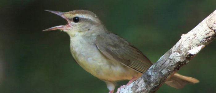 Tiny Tornado Chasers: Why Rare Songbirds Rely on Destructive Winds