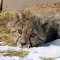 A young cheetah gazes at the camera while lying on straw-covered snow