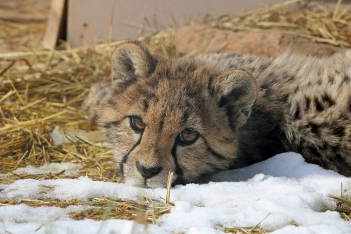 A young cheetah gazes at the camera while lying on straw-covered snow