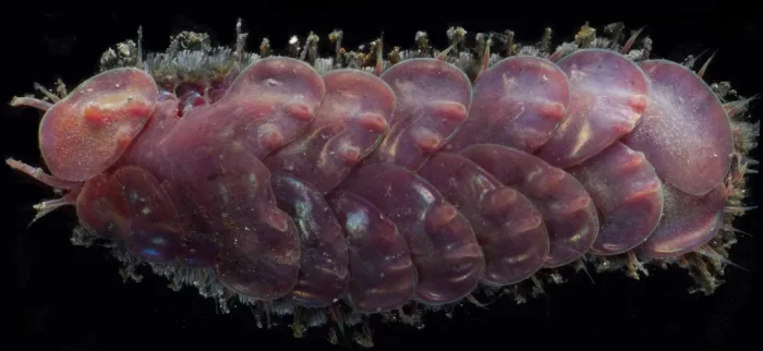 Close up of deep-sea scale worm