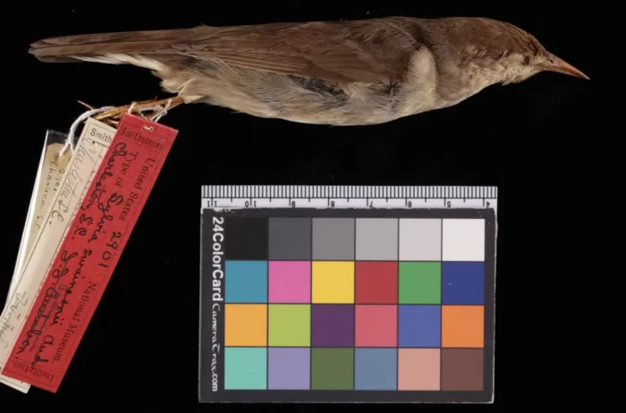 Swanson's warbler specimen photographed along with color chart and labels