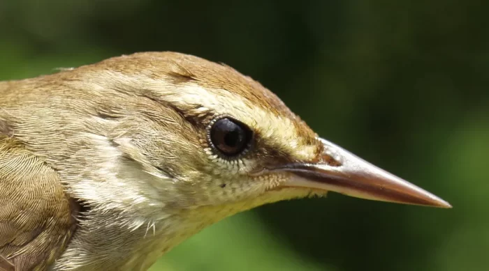 Close up of Swanson's warbler head