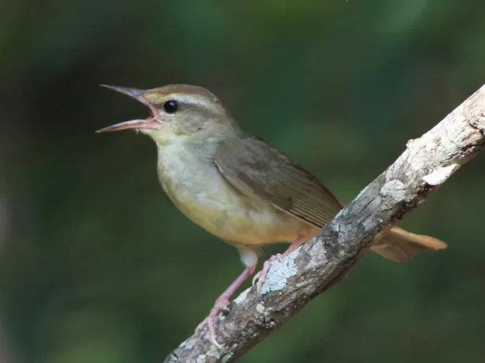 Closeup of small Swanson's warbler on a twig