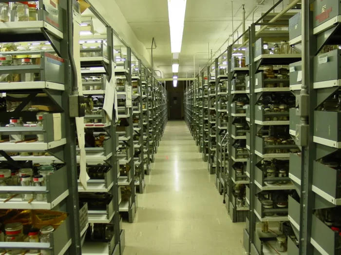 Rows of shelves containing specimens in the annelid collection of NMNH