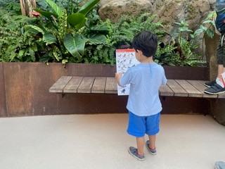 Young boy seen from the back looks at a page of bird drawings