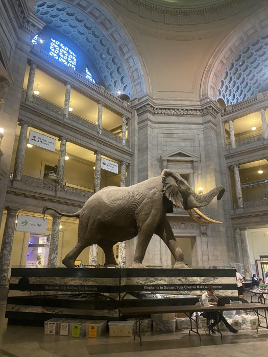 Taxidermy of enormous African Elephant in rotunda of national Museum of Natural History. Dim evening light is seen through arched windows near the ceiling