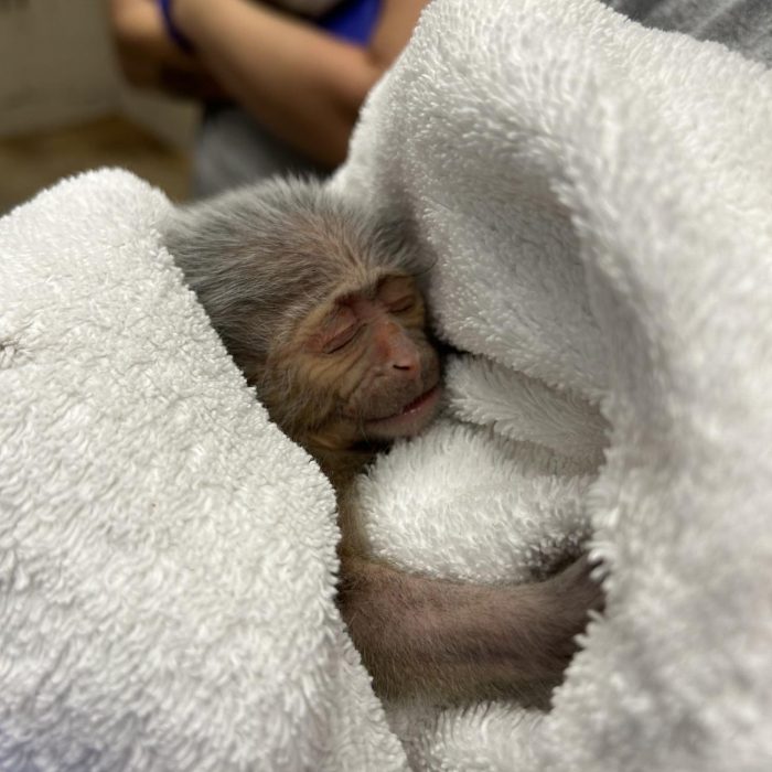 Newborn monkey swaddled in a blanket