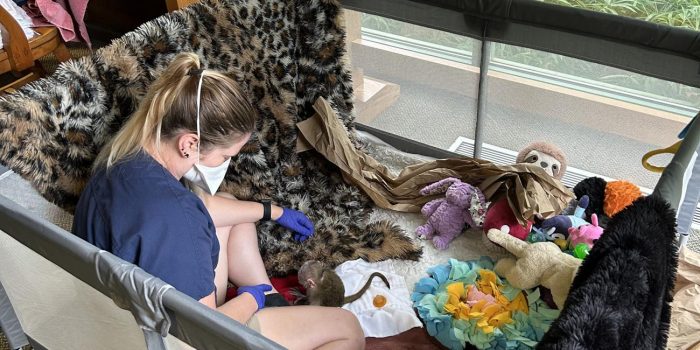 Zoo staff member plays with newborn monkey in his playpen-like enclosure