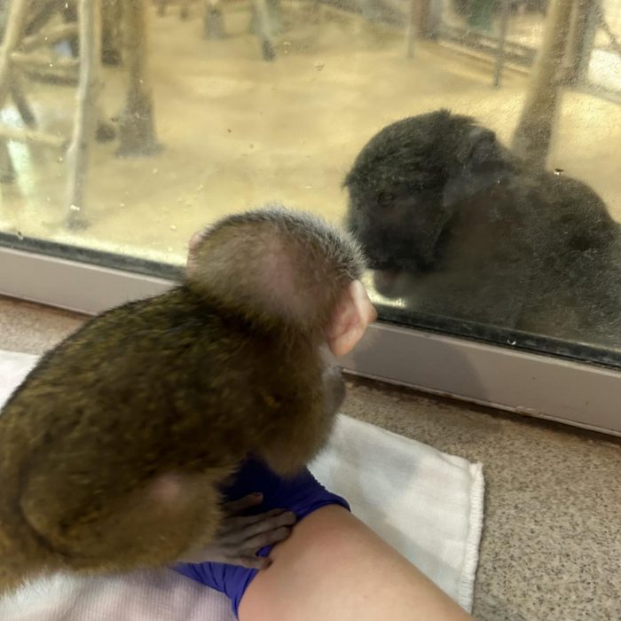 Adult and baby swamp monkeys regard each other through a window