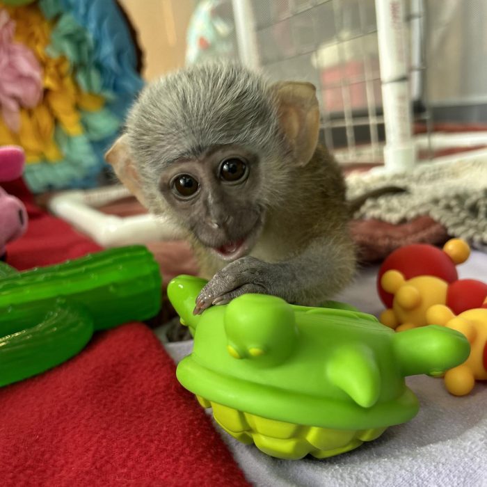 Newborn swamp monkey playing with toys