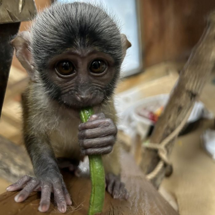 Close up of baby samp monkey eating a green bean