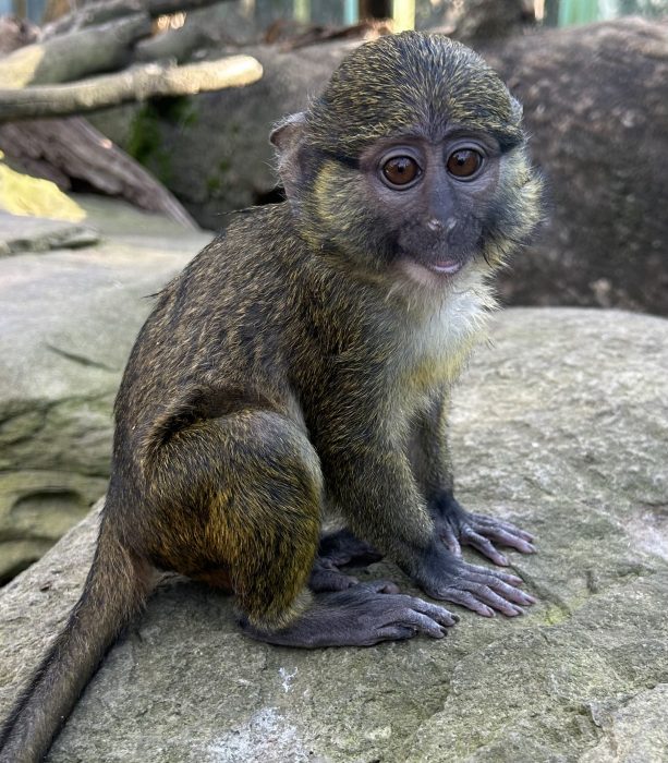 Toddler swamp monkey in his outdoor habitat