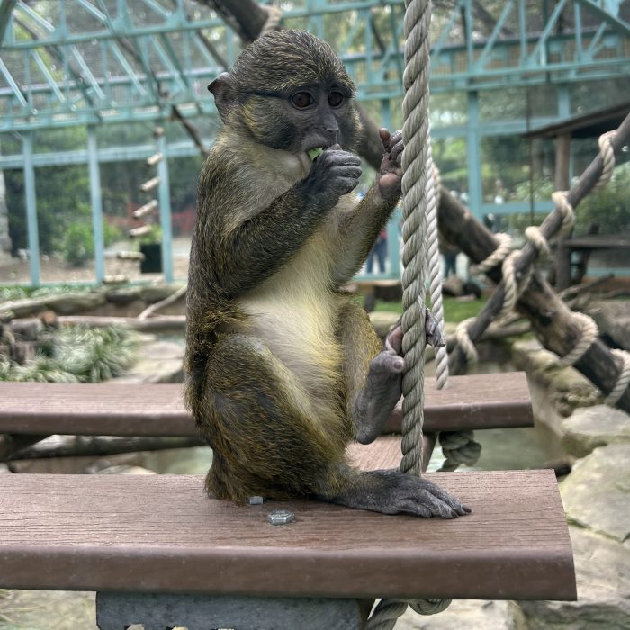 Juvenile swamp monkey in his outdoor habitat