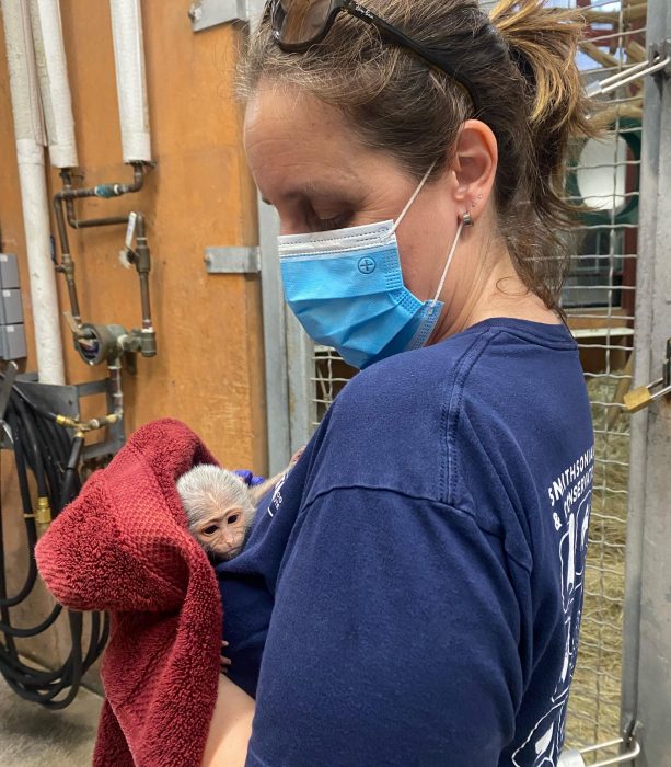 Masked animal keeper holds newborn monkey swaddled in red towel