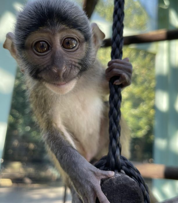 Baby swamp monkey seems to smile for the camera