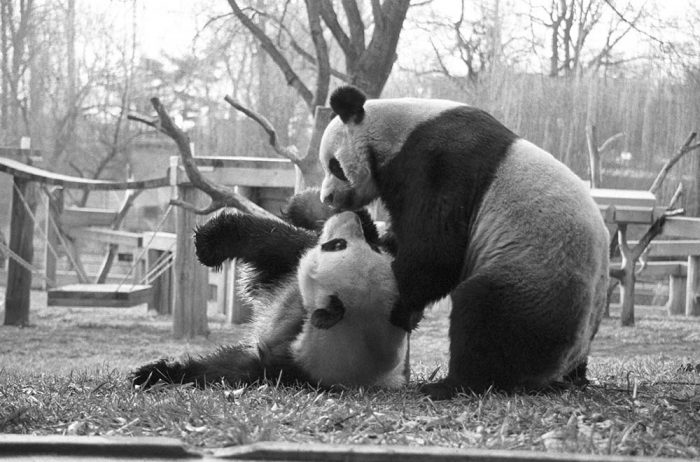 B&W photo of Zoo's first giant pandas playing with each other