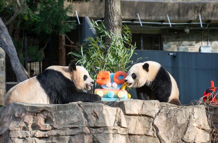 Giant pandas enjoying a fruitsicle "cake" in their habitat at the Zoo