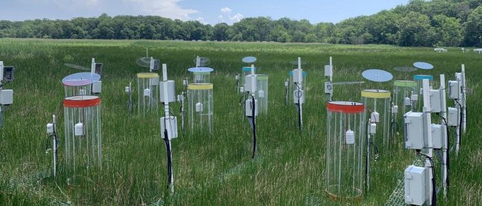 Genevieve Noyce sees the future through marsh experiments