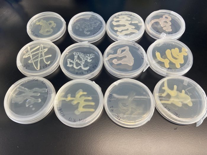 bacteria samples