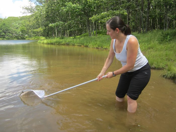 Researcher standing in water up to her knees using a seine net