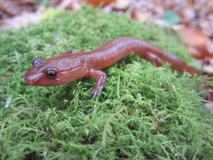 Close up of reddish salamander