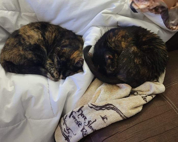 Two cats curled up and asleep on a blanket.