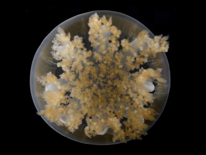 Plant-like jellyfish inside transparent capsule, seen from below