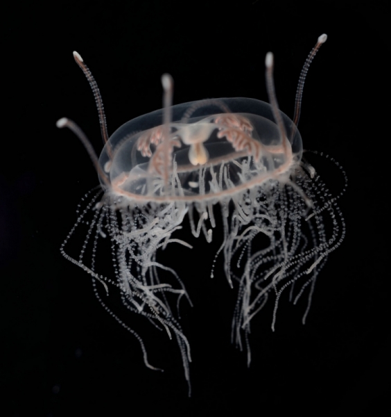 Transparent jellyfish photographed against a black background