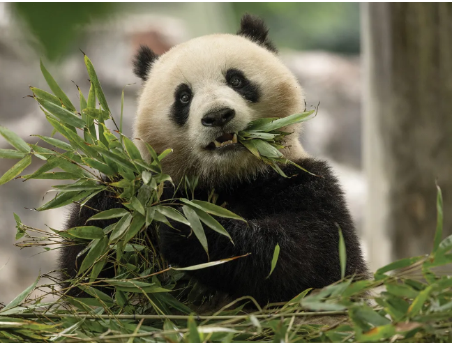 Giant panda eating bamboo