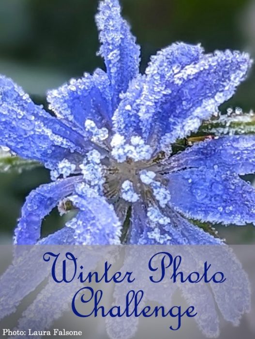 Frozen blue flower with text overlay Winter Photo Challenge