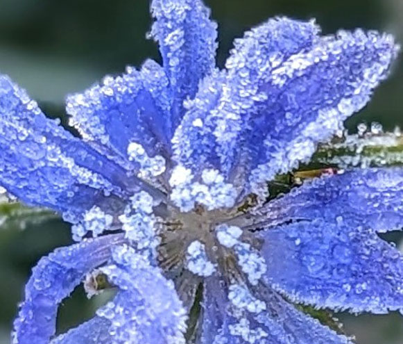 Winter Photo Challenge:  Life From the Frozen Earth