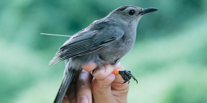 Close up of gray catbird with orange and red band around its leg