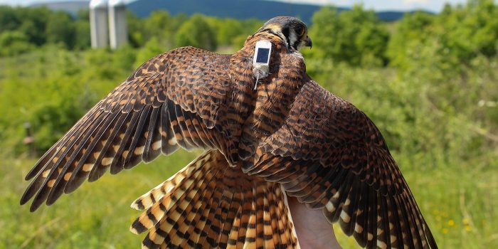 A young kestrel with tiny radio transmitter between its shoulders