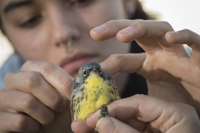 Close-up of young woman holding a small bird with leg band