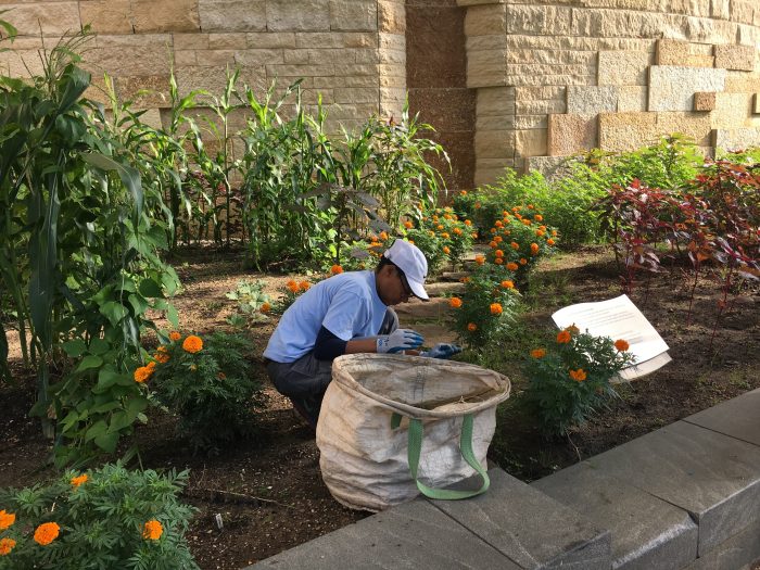 Worker weeding among marigolds and bean plants