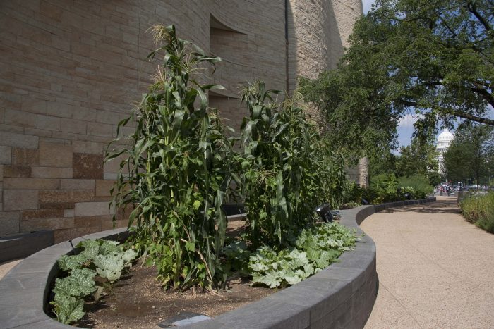 Corn plants and kale in a raised bed